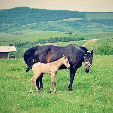 Chata Koniaren Villa Kapipálvágása Kültér fotó